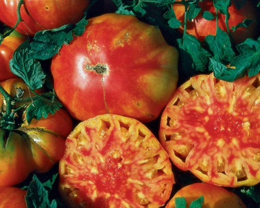 Hillbilly Tomato Seeds